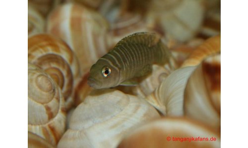 Neolamprologus similis